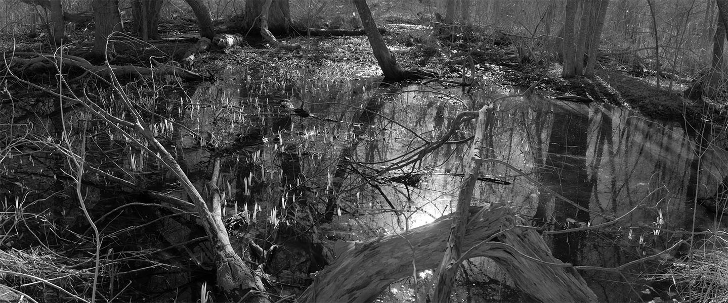 Infrared Panoramic Photo of Small New England Wetland